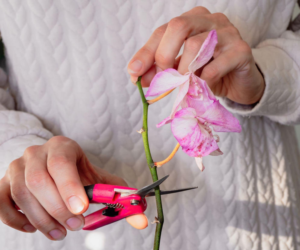 Storczyk Phalaenopsis po kwitnieniu