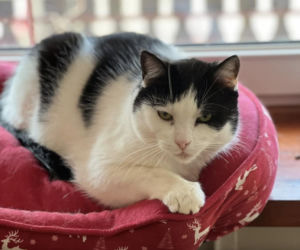 Joanna Krupa odwiedza schronisko dla zwierząt