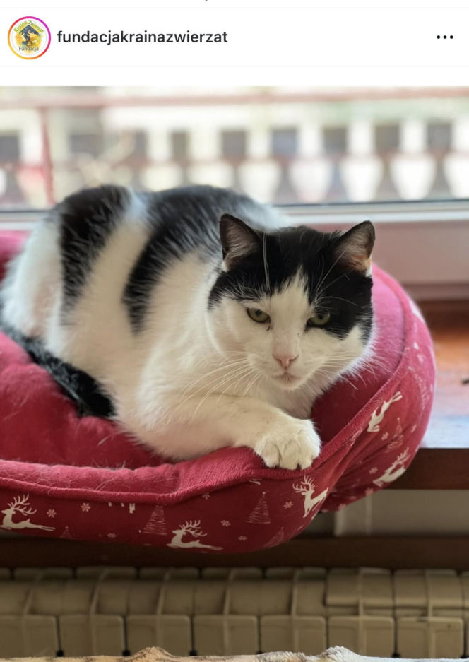 Joanna Krupa odwiedza schronisko dla zwierząt