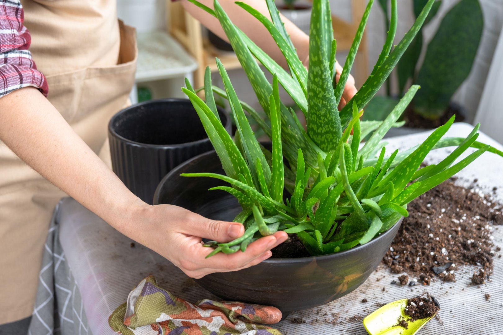 Jak rozmnoy aloes w domu? Sprawdzone sposoby rozmnaania aloesu -  murator.pl
