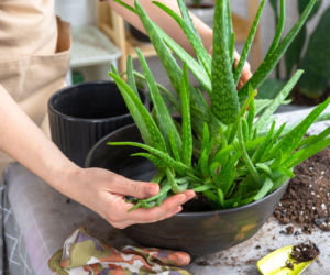 Jak rozmnożyć aloes w domu? Poznaj sprawdzone sposoby