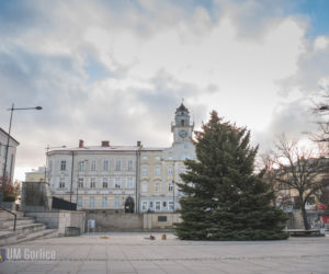 Choinka już stoi na rynku w Gorlicach! WSPANIAŁY świerk mierzy ponad 10 metrów