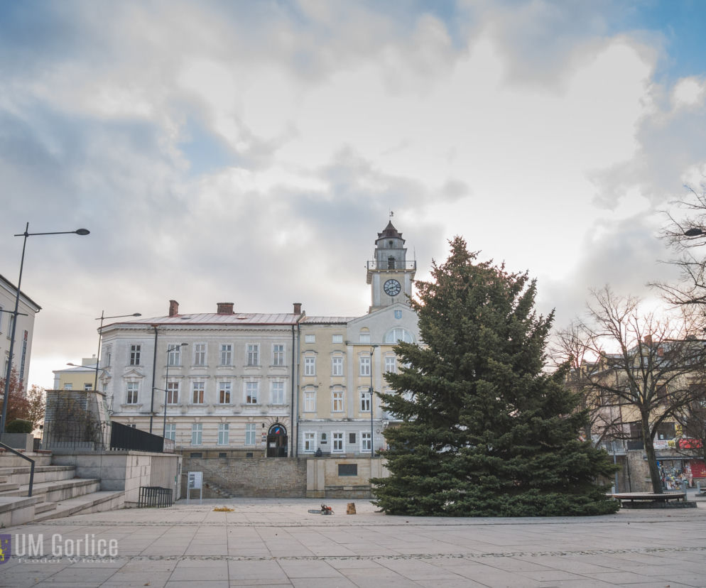 Choinka już stoi na rynku w Gorlicach! WSPANIAŁY świerk mierzy ponad 10 metrów