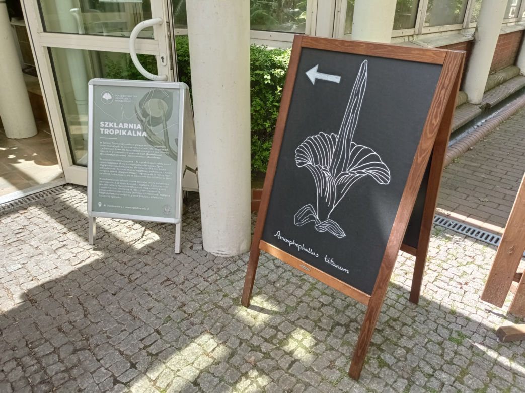 Dziwidło Olbrzymie zakwitnie w Ogrodzie Botanicznym UW