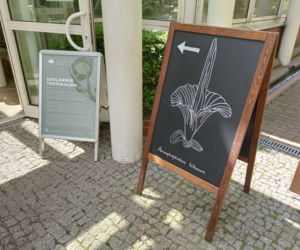 Dziwidło Olbrzymie zakwitnie w Ogrodzie Botanicznym UW