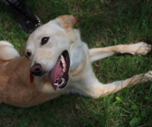 PIES DO ADOPCJI - Bella