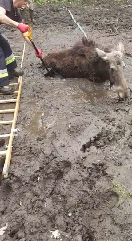 Młody łoś miał niewielkie szanse na przeżycie. Pomoc nadeszła w porę