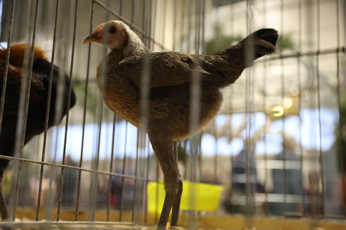 Zoopark 2024 w Lublinie. Można podziwiać wiele gatunków zwierząt