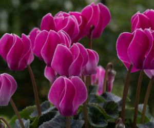 Dlaczego fiołek alepjski więdnie? Jak go uratować?