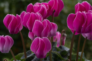 Dlaczego cyklamen więdnie? Oto 7 najczęstszych przyczyn i sposoby, jak go uratować