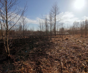 Biebrzański Park Narodowy UGASZONY. Zobacz, jakie zniszczenia spowodował ogień
