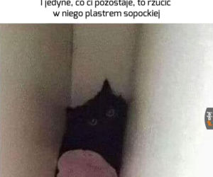 Dzień Kota 2020