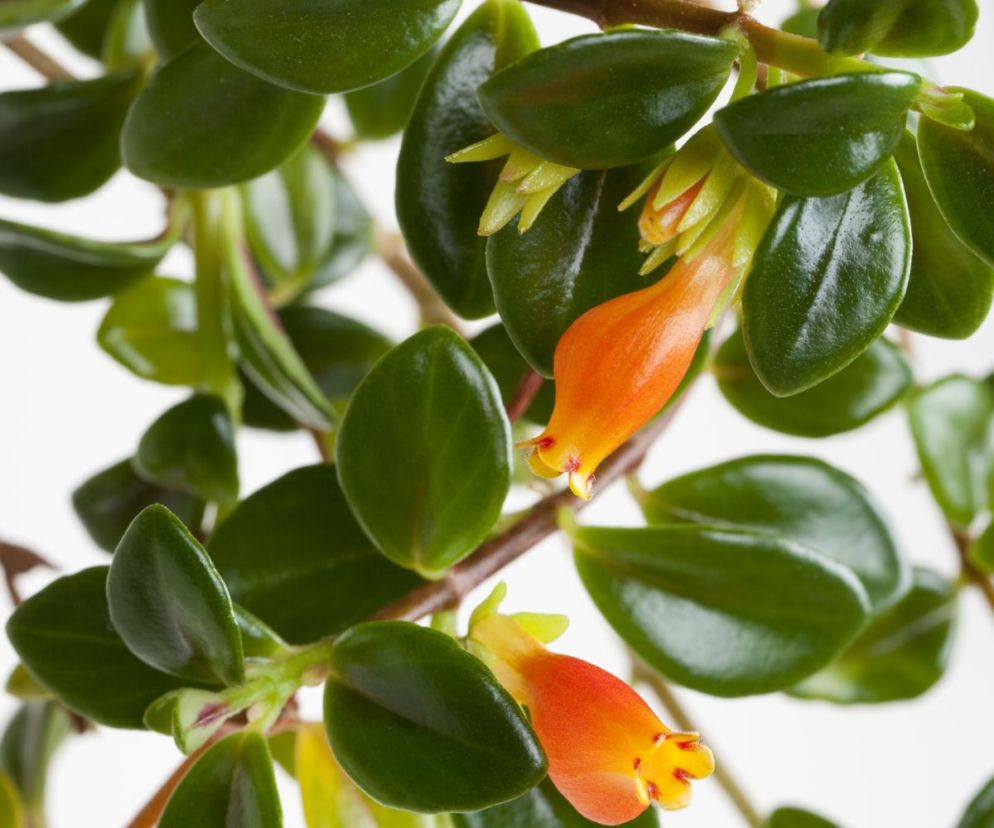 Nematanthus