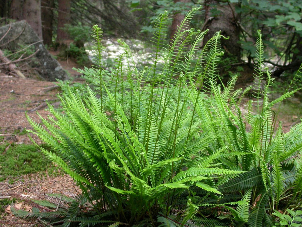 Paprocie ogrodowe