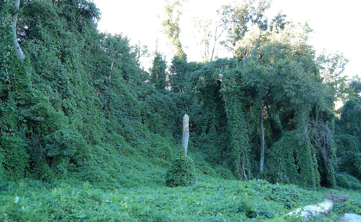 KUDZU