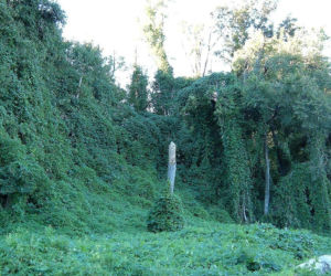 KUDZU