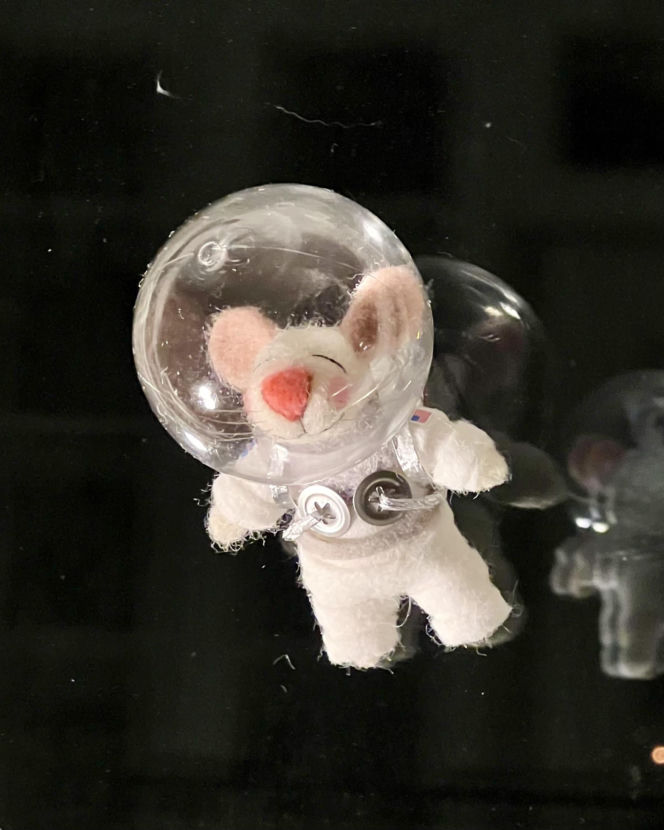 Filcowe myszki Joanny. Marka "Wyszło z norki"