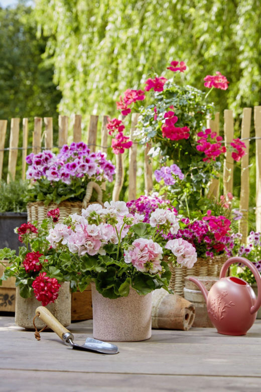 Pelargonie