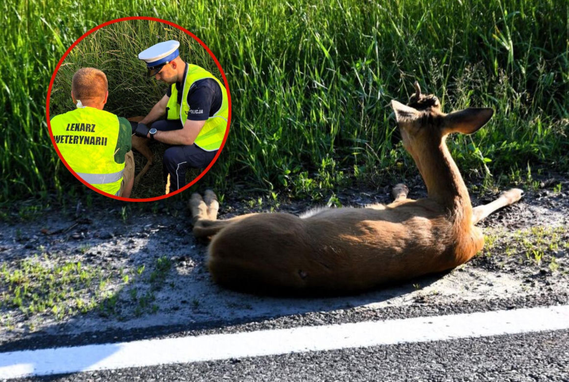Mały koziołek leżał przy ruchliwej drodze