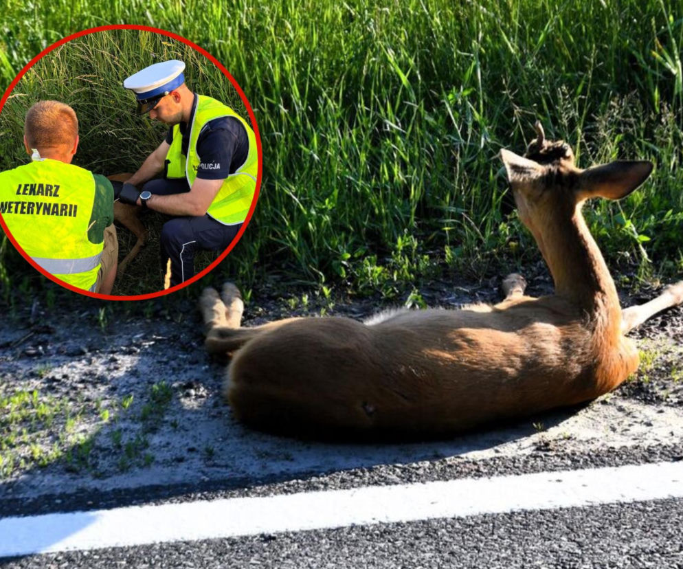 Mały koziołek leżał przy ruchliwej drodze. Policjanci ruszyli na pomoc (Szczecinek)