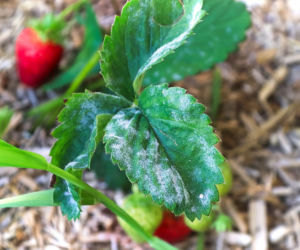 Choroby truskawek - mączniak