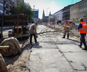 Nowe drzewa na alei Wojska Polskiego