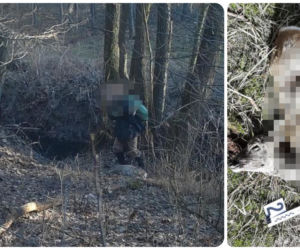 Kłusownik w Nadleśnictwie Skwierzyna