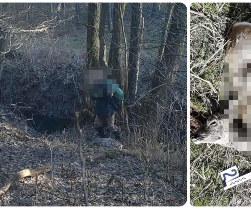 Kłusownik w Nadleśnictwie Skwierzyna