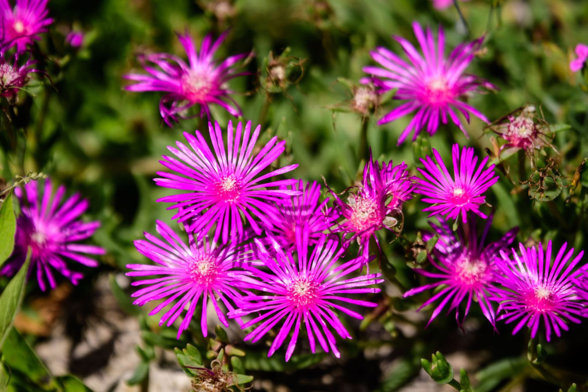 Delosperma