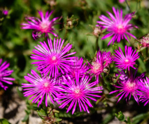 Delosperma