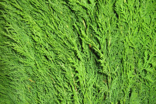 Biota wschodnia = Żywotnik wschodni - Platycladus orientalis = Thuja orientalis = Biota orientalis