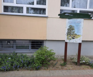 Iławska SP4 doceniona za ogródek i otoczenie szkoły