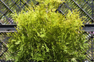 Żywotnik zachodni 'Yellow Ribbon' - Thuja occidentalis 'Yellow Ribbon'