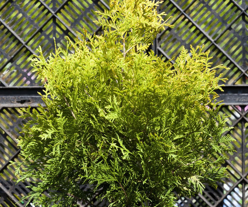Żywotnik zachodni 'Yellow Ribbon'
