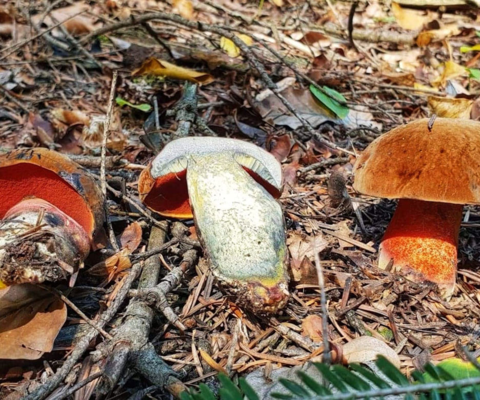 Borowik ceglastopory
