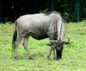We wrocławskim zoo urodziły się gnu białobrode