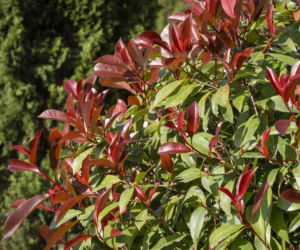 Głogownik Frasera Red Robin'