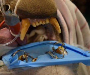 Niedźwiedzie z zoo w Poznaniu przeszły zabiegi dentystyczne