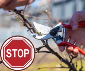 Nie przycinaj teraz tych drzew i krzewów, bo dużo stracisz!