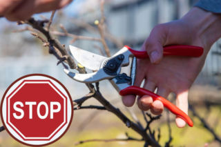 Nie przycinaj teraz tych drzew i krzewów, bo dużo stracisz!