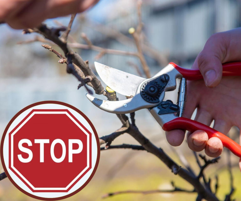 Nie przycinaj teraz tych drzew i krzewów, bo dużo stracisz!