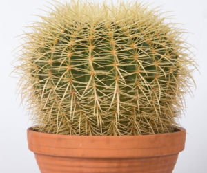 Echinokaktus Grusona