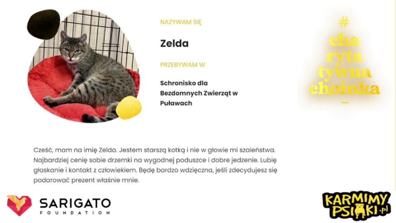 Charytatywna Choinka dla bezdomnych psów i kotów. Każdy może pomóc!