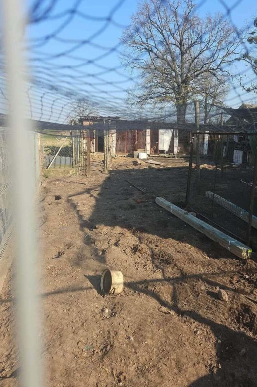 Psy żyły we własnych odchodach, bez wody i jedzenia. Właścicielka hodowli nie uniknie kary!