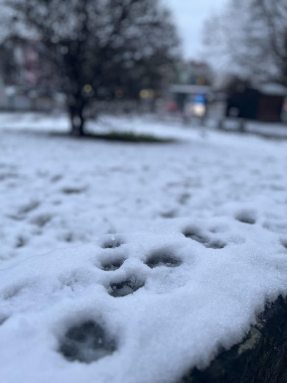 Śnieg w Szczecinie