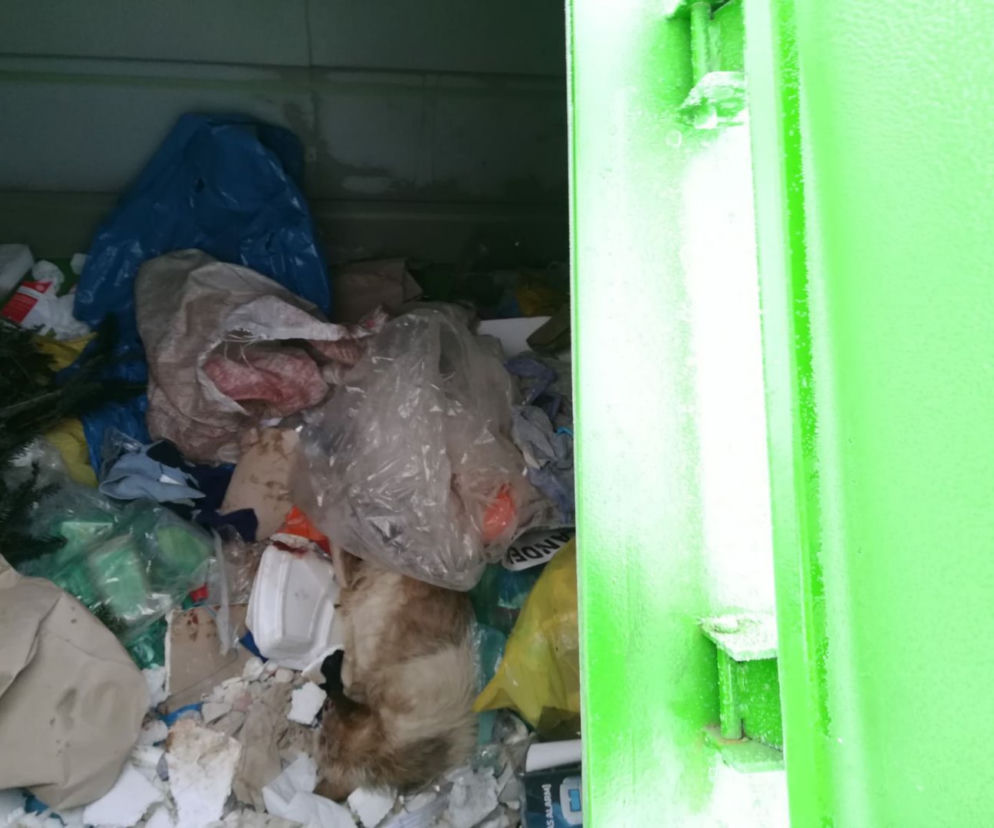 Zakliczyn. MARTWE psy znalezione w kontenerze na śmieci. Zostały zabite w BESTIALSKI sposób