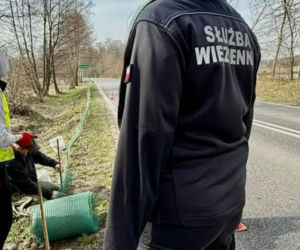 Więźniowie z woj. lubelskiego ratują żaby