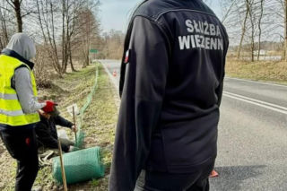 Więźniowie z woj. lubelskiego ratują żaby