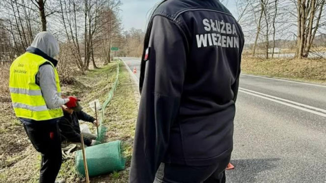 Więźniowie z woj. lubelskiego ratują żaby