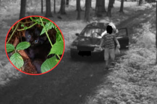 Wyrzucił kotki w reklamówce do lasu. Szokujące nagranie z fotopułapki 